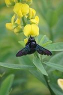 Black İnsect is on a flower