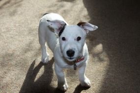 cute lovely Russell Dog