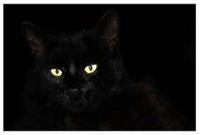 splendid Black Cat Pet