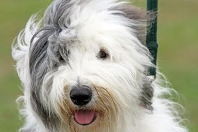 portrait of english hairy dog