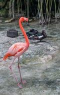 colorful plumage of pink flamingo