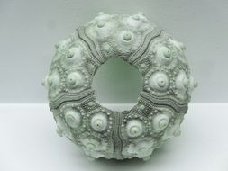 ornamental sea urchin skeleton