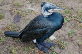 unusually beautiful Cormorant Bird
