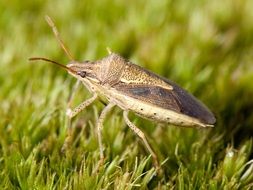 detailed photo of the Stinkbug