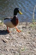 Duck bird on a pond bank