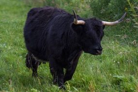 black bull on the grass