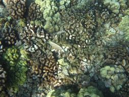 Fish Hawaii