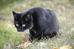 domestic black cat on the hunt