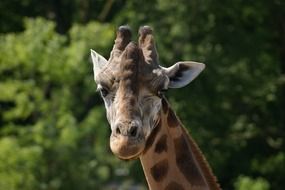 portrait of a wild african giraffe