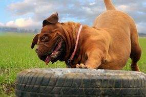 Beautiful and cute Bordeaux Mastiff near the wheel tire on the field in Czech Republic