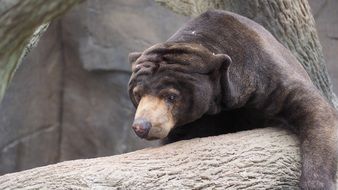 sun bear in a zoo