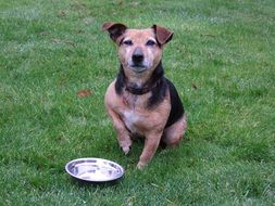 Dog with the plate on the grass