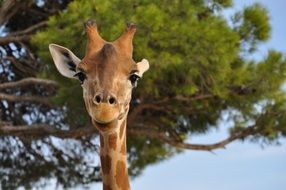 giraffe portrait