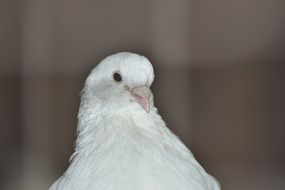 pigeon with white feathers on a gray background