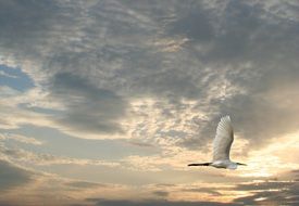 flying bird on a background of clouds