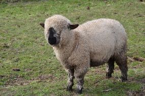 Sheep in nature