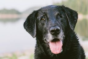 portrait of the Domestic Black doggie