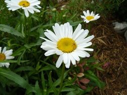 small green insect on a daisy