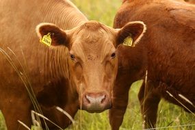 cute brown Cows Summer portrait