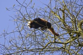 red panda high on a tree