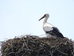 stork in the nest on a clear day