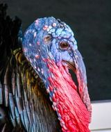 bright male Turkey Bird head