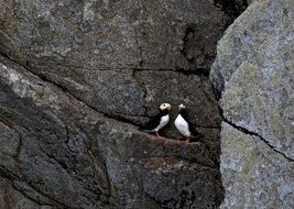 Horned Puffins