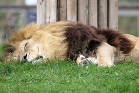 exhausted lion sleeping on green grass