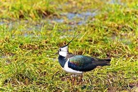 Vanellus vanellus, Lapwing, colorful Limicoline Bird at wild