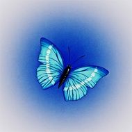 clipart of the blue butterfly on the blue background