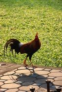 rooster on a trail near a green meadow