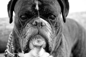 black and white portrait of a boxer dog