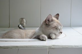 cat sleeping in the sink