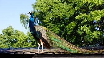 peacock with a huge tail on the roof