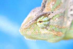 head of colorful chameleon, Macro