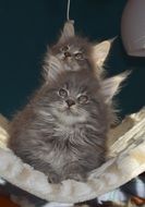 gray furry kittens