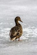 female mallard Duck on ice