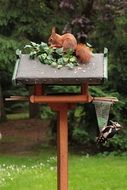 squirrel on top of an aviary