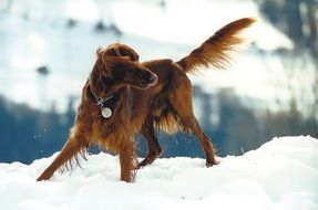 setter on the snow field