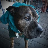 black dog with blue clothes