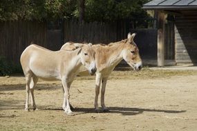 pair of donkeys in the household yard