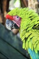 wild macaw parrot