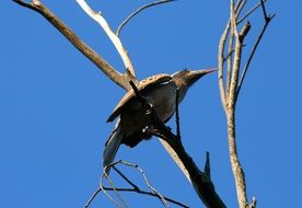 hornbill is an African bird