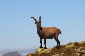 male Capricorn stands on Mountain at blue sky