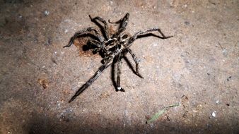 Picture of scary Spider insect on a floor