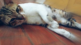 Sleepy cat is lying