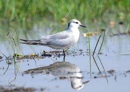 Tern on the marsh