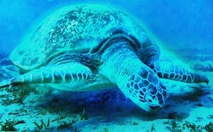 giant tortoise in the ocean