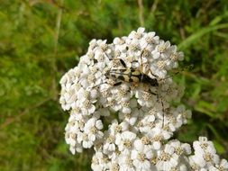 beetle on yarrow