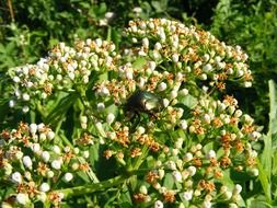 Picture of Beetle on a flowers